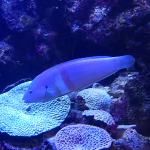 Western King Wrasse (Coris auricularis) - Dolphin Discovery Centre, Bunbury