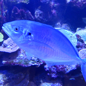 Silver Trevally (Pseudocaranx georgianus) - Dolphin Discovery Centre, Bunbury