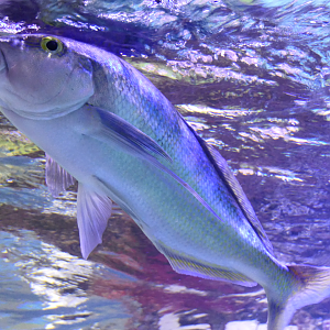 Blue Morwong (Nemadactylus valenciennesi) - Dolphin Discovery Centre, Bunbury