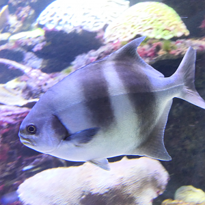 Banded Sweep (Scorpis georgiana) - Dolphin Discovery Centre, Bunbury