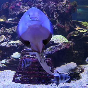 Southern Fiddler Ray (Trygonorrhina dumerilii) - Dolphin Discovery Centre, Bunbury