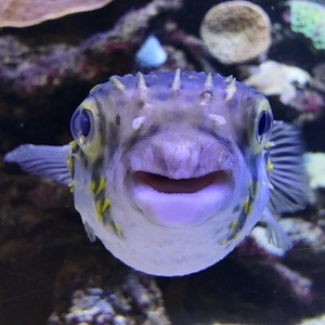 Globefish (Diodon nicthemerus) - Dolphin Discovery Centre, Bunbury