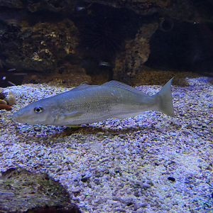 Yellowfin Whiting (Sillago schomburgkii) - Dolphin Discovery Centre, Bunbury