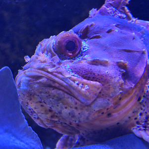 Western Red Scorpionfish (Scorpaena sumptuosa) - Dolphin Discovery Centre, Bunbury