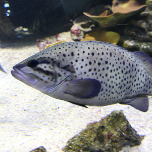 Western Wirrah (Acanthistius serratus) - Dolphin Discovery Centre, Bunbury