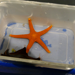 Fromia polypora and Meridiastra gunni - Dolphin Discovery Centre, Bunbury