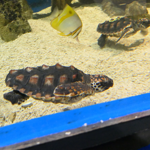 Loggerhead Sea Turtles - Dolphin Discovery Centre, Bunbury