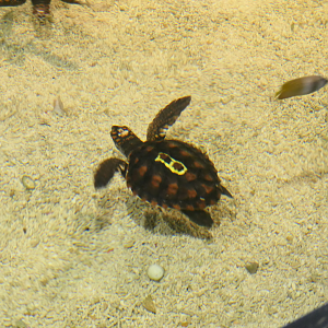 Loggerhead Sea Turtle - Dolphin Discovery Centre, Bunbury