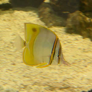 Margined Coralfish (Chelmon marginalis) - Dolphin Discovery Centre, Bunbury