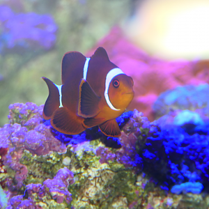 Spinecheek Anemonefish (Premnas biaculeatus) - Dolphin Discovery Centre, Bunbury