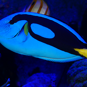 Regal Tang (Paracanthurus hepatus) - Dolphin Discovery Centre, Bunbury