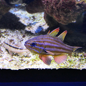 Western Striped Cardinalfish (Ostorhinchus victoriae) - Dolphin Discovery Centre, Bunbury