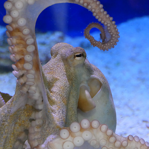 Star Octopus (Octopus djinda) - Dolphin Discovery Centre, Bunbury
