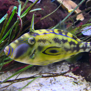Horseshoe Leatherjacket (Meuschenia hippocrepis) - Dolphin Discovery Centre, Bunbury