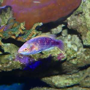 Lubbock's Fairywrasse (Cirrhilabrus lubbocki) - Dolphin Discovery Centre, Bunbury