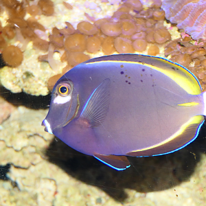 Whitecheek Surgeonfish (Acanthurus nigricans) - Dolphin Discovery Centre, Bunbury