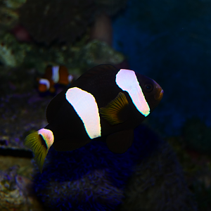 Western Australian Anemonefish (Amphiprion milii) - Dolphin Discovery Centre, Bunbury