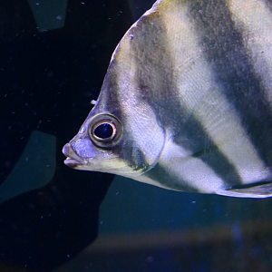 Moonlighter (Tilodon sexfasciatus) - Dolphin Discovery Centre, Bunbury