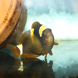 Golden Spinecheek Anemonefish (Amphiprion biaculeatus "Amphiprion epigrammata") - Dolphin Discovery Centre, Bunbury