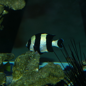 Blacktail Dascyllus (Dascyllus melanurus) - Cicerello's Aquarium, Fremantle