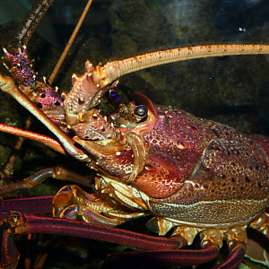 Western Rock Lobster (Panulirus cygnus) - Cicerello's Aquarium, Fremantle