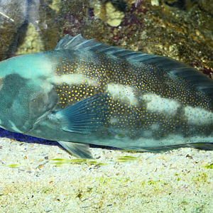 Brownspotted Wrasse (Notolabrus parilus) - Cicerello's Aquarium, Fremantle