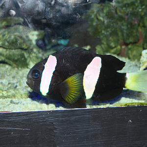 Western Australian Anemonefish (Amphiprion milii) - Cicerello's Aquarium, Fremantle