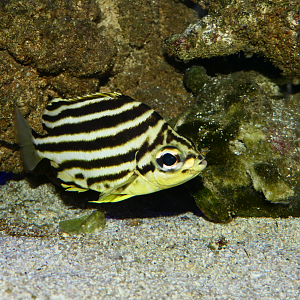 Stripey (Microcanthus strigatus) - Cicerello's Aquarium, Fremantle