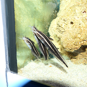 Coral Catfish (Plotosus lineatus) - Cicerello's Aquarium, Fremantle