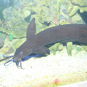Black Sailfin Catfish (Paraplotosus butleri) - Cicerello's Aquarium, Fremantle