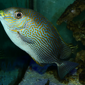 Goldlined Rabbitfish (Siganus lineatus) - Cicerello's Aquarium, Fremantle