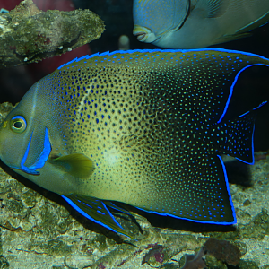 Koran Angelfish (Pomacanthus semicircularis) - Cicerello's Aquarium, Fremantle