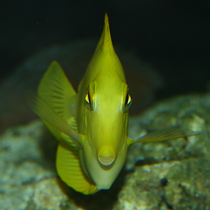 Yellow Tang (Zebrasoma flavescens) - Cicerello's Aquarium, Fremantle