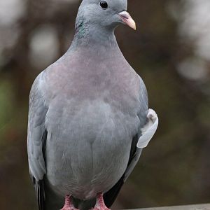 Stock Dove