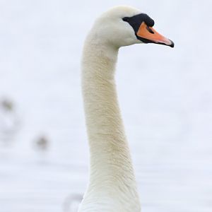Mute Swan, portrait