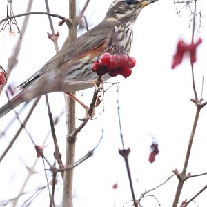 Redwing