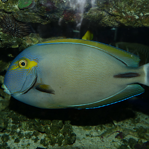 Inshore Surgeonfish (Acanthurus grammoptilus) - Cicerello's Aquarium, Fremantle