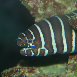 Zebra Moray (Gymnomuraena zebra) - Cicerello's Aquarium, Fremantle