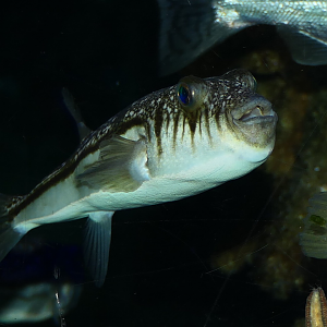 Weeping Toadfish (Torquigener pleurogramma) - Cicerello's Aquarium, Fremantle