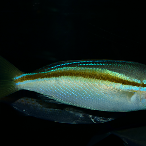 Western Butterfish (Pentapodus vitta) - Cicerello's Aquarium, Fremantle