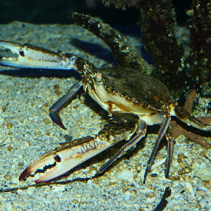 Blue Swimmer Crab (Portunus pelagicus) - Cicerello's Aquarium, Fremantle
