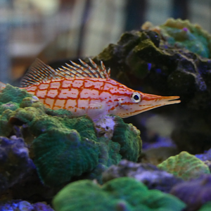 Longnose Hawkfish (Oxycirrhites typus) - Cicerello's Aquarium, Fremantle