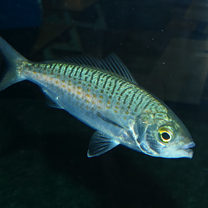 Australian Herring (Arripis georgianus) - Cicerello's Aquarium, Fremantle