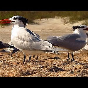 Anastasia State Park Birds - YouTube