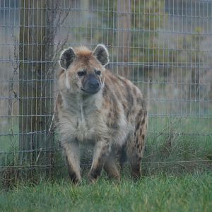 Spotted hyena