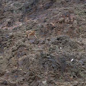 Barbary macaque (Macaca sylvanus)