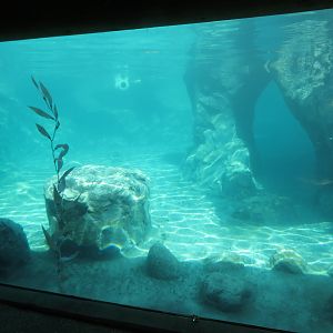 Sea Lion Cove - Underwater Viewing