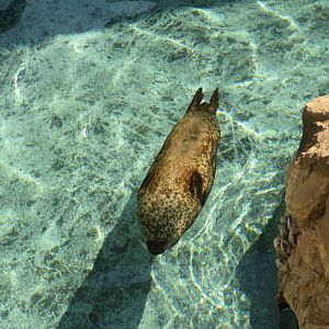 Harbor Seal