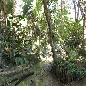 Tropical Rainforest Aviary