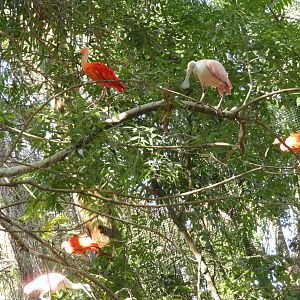 Ibises and Spoonbills Perching